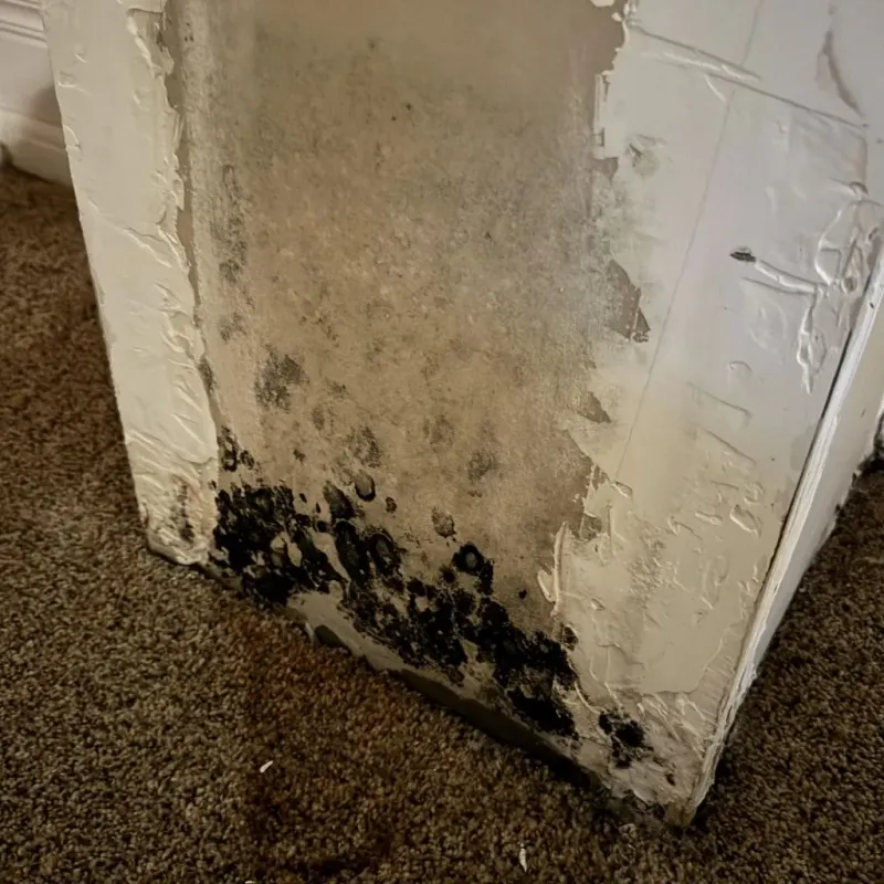 Professional Mold Removal in New Iberia, LA